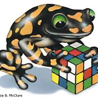 Froggy/Dawn Saenz de Viteri