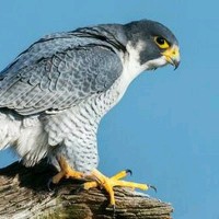 Muzammil Ahmed Ansari