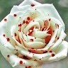 Khalid Mehmood