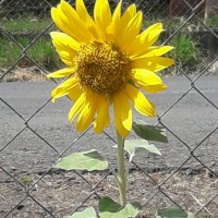 Eric Eduardo Navarro D