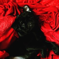 Ruby Black Du Chevalier de Saint Maxime