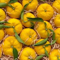 Jugkapong (Nooei) Wongchaaum