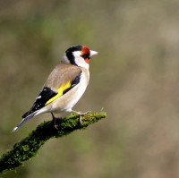 Laura Goldfinch