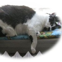 Lazy Cat Small Business Website Design