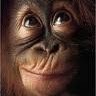 Psychotic Munkey