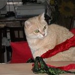 Madonna Guidi