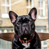 Timmy the Data Doggy
