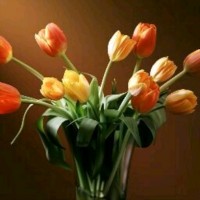 Flower Gabr
