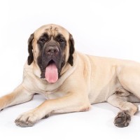 Cat Dog