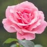 Disha Webzine