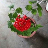 东北特
