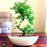 Bonsai Consulting