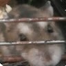 Hamster Gerda De Bruin