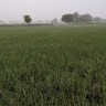 Govind Singh