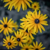 Surabhi Shankhyadhar