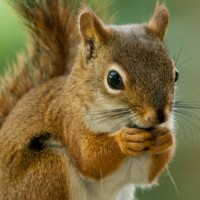 Legal Squirrel