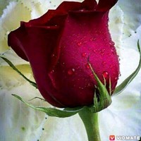 Sobuj Bangla Youtube Channel