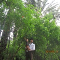 Ali Parach