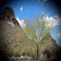 Palo Verde Management Group,Inc.