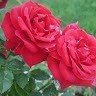 Saquib Ali
