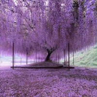 A A