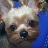 김창연