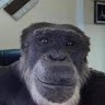 Monkey undefined
