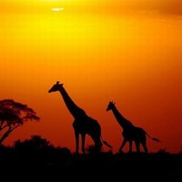 СИМА ИСМАИЛОВА