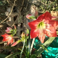 Luis Pablo Cuba Rojas