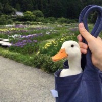 林佳男