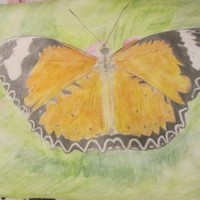Cindy Knoller