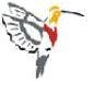 Hummingbird India