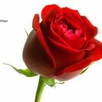 Miltan A
