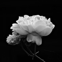 Nancy Haggith