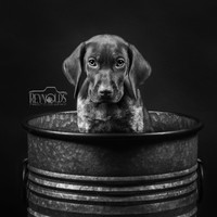 Julie Christie-Reynolds