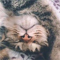 Cha Ling (Sophie) Wu