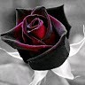 Mary Essman