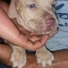 Rony Fernando Reyes Mora