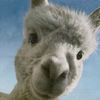 germaine lama