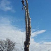 Forest Tree Service Salas