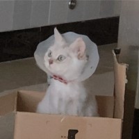 郑亚萍