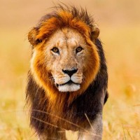 Roaring Lion
