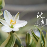 边海梅