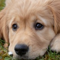 Pets Care World