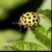 Володимир Богенчук