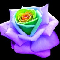waled mohammad