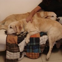 Mhelena de Barcellos Tolentino