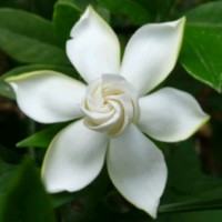 mary Chan