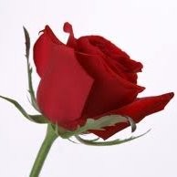 awdhesh pratap singh