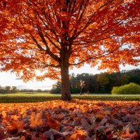 Autumn Lenemier